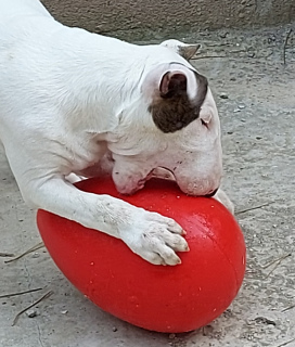 Foto №3. Bullterrier Standard. Russische Föderation