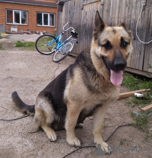 Foto №2 zu Ankündigung № 7233 zu verkaufen osteuropäischer schäferhund - einkaufen Russische Föderation züchter