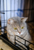 Foto №3. Eine Mädchenkatze schottischen Blutes (gerade Ohren) sucht ein Zuhause.. Russische Föderation