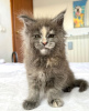 Foto №1. maine-coon-katze - zum Verkauf in der Stadt Colorado Springs | 284€ | Ankündigung № 103250