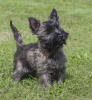 Foto №1. cairn terrier - zum Verkauf in der Stadt Stockholm | verhandelt | Ankündigung № 113211