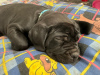 Foto №1. cane corso italiano - zum Verkauf in der Stadt New York | 663€ | Ankündigung № 103348