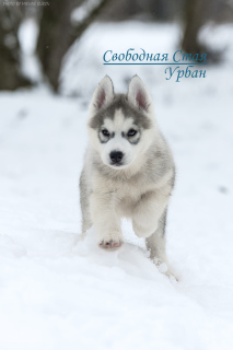 Zusätzliche Fotos: Wunderschöne blauäugige Siberian Husky-Welpen von zwei Champions aus dem