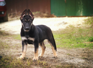 Foto №4. Ich werde verkaufen osteuropäischer schäferhund, chinesischer schopfhund in der Stadt Ekaterinburg. vom kindergarten - preis - Verhandelt