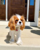 Foto №2 zu Ankündigung № 121101 zu verkaufen cavalier king charles spaniel - einkaufen Finnland quotient 	ankündigung, züchter