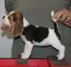 Foto №2 zu Ankündigung № 117606 zu verkaufen beagle - einkaufen Deutschland quotient 	ankündigung