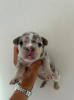 Foto №2 zu Ankündigung № 108852 zu verkaufen französische bulldogge - einkaufen USA quotient 	ankündigung