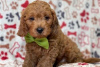 Foto №3. Wunderschöne Cavapoo-Welpen zur kostenlosen Adoption. Deutschland