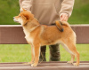 Foto №3. Shiba Inu Junge. Lettland