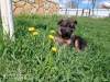 Foto №2 zu Ankündigung № 10417 zu verkaufen deutscher schäferhund - einkaufen Ukraine quotient 	ankündigung