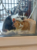Foto №3. Die zarte Katze Busya sucht ein gutes Zuhause!. Russische Föderation