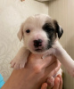 Foto №3. Wunderbare Jack Russell Terrier Welpen suchen ein Zuhause und fürsorgliche. Russische Föderation