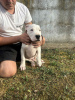 Foto №4. Ich werde verkaufen dogo argentino in der Stadt Belgrad.  - preis - verhandelt