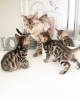 Foto №3. Schöne Bengalkatzen-Kätzchen zur Adoption verfügbar. Deutschland