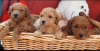 Foto №3. Toy poodle. Serbien