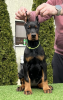 Zusätzliche Fotos: Dobermann-Welpen zu verkaufen