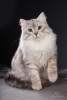 Foto №2 zu Ankündigung № 6598 zu verkaufen sibirische katze - einkaufen Russische Föderation 