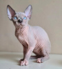 Foto №2 zu Ankündigung № 84373 zu verkaufen sphynx cat - einkaufen USA quotient 	ankündigung