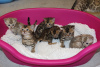 Foto №3. Schöne Bengalkatzen stehen jetzt zur Adoption zur Verfügung. USA
