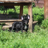 Zusätzliche Fotos: Französischer Bulldogge-Welpe, Rüde, Ausstellungsklasse FCI Ivanovo