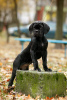 Zusätzliche Fotos: Italienische Cane Corso-Welpen