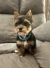 Foto №1. yorkshire terrier - zum Verkauf in der Stadt Nürnberg | 350€ | Ankündigung № 56605