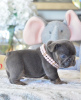 Foto №4. Ich werde verkaufen französische bulldogge in der Stadt Антверпен.  - preis - 350€