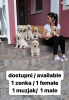 Foto №4. Ich werde verkaufen labrador retriever in der Stadt Svilajnac. züchter - preis - verhandelt