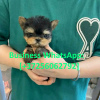 Foto №1. yorkshire terrier - zum Verkauf in der Stadt Helsinki | 450€ | Ankündigung № 121088