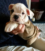 Foto №2 zu Ankündigung № 111570 zu verkaufen englische bulldogge - einkaufen Dänemark züchter