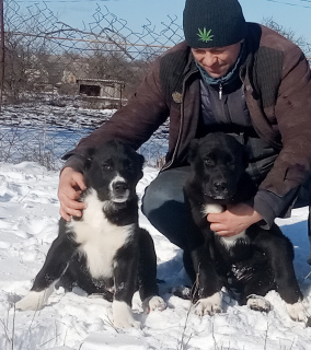 Foto №2 zu Ankündigung № 5311 zu verkaufen mischlingshund - einkaufen Ukraine quotient 	ankündigung