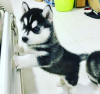 Foto №1. siberian husky - zum Verkauf in der Stadt Pieksämäki | 340€ | Ankündigung № 120635