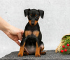 Foto №1. zwergpinscher - zum Verkauf in der Stadt Texas City | 804€ | Ankündigung № 126298