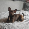Zusätzliche Fotos: Chihuahua-Welpen