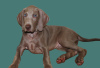 Foto №2 zu Ankündigung № 96422 zu verkaufen weimaraner - einkaufen Kroatien quotient 	ankündigung