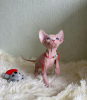 Foto №2 zu Ankündigung № 53172 zu verkaufen sphynx-katze - einkaufen USA quotient 	ankündigung