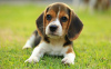 Foto №3. Gesunde Beagle-Welpen zur kostenlosen Adoption. Deutschland