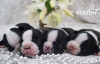 Zusätzliche Fotos: Boston Terrier Welpen zu verkaufen