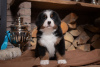 Foto №1. berner sennenhund - zum Verkauf in der Stadt Minsk | 840€ | Ankündigung № 9794