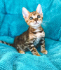 Foto №2 zu Ankündigung № 114885 zu verkaufen bengal katzenrasse - einkaufen USA quotient 	ankündigung