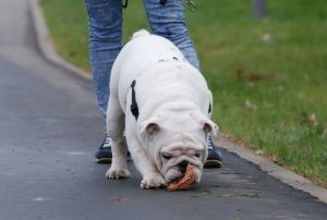 Foto №1. englische bulldogge - zum Verkauf in der Stadt Москва | 2000€ | Ankündigung № 1788