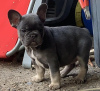 Foto №2 zu Ankündigung № 122526 zu verkaufen französische bulldogge - einkaufen Kanada züchter