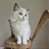 Foto №1. ragdoll-katze - zum Verkauf in der Stadt Амстердам | 1€ | Ankündigung № 75765