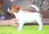 Foto №3. Jack Russell Terrier, Hund, Zakira FCI. Polen