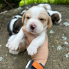 Foto №3. Entzückende Beagle-Welpen zu verkaufen.. Deutschland