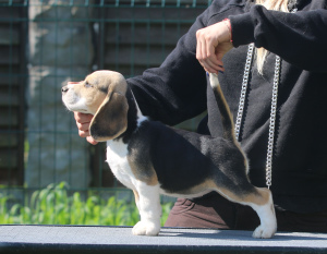 Foto №2 zu Ankündigung № 2909 zu verkaufen beagle - einkaufen Weißrussland vom kindergarten