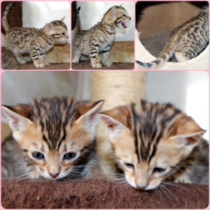 Zusätzliche Fotos: Bengalische Kätzchen