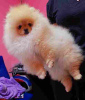 Zusätzliche Fotos: Sale of premium bear-type Pomeranians