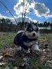 Zusätzliche Fotos: Pomsky von Pomeranian und Husky