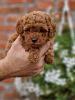 Foto №3. Premium Toy poodles. Serbien